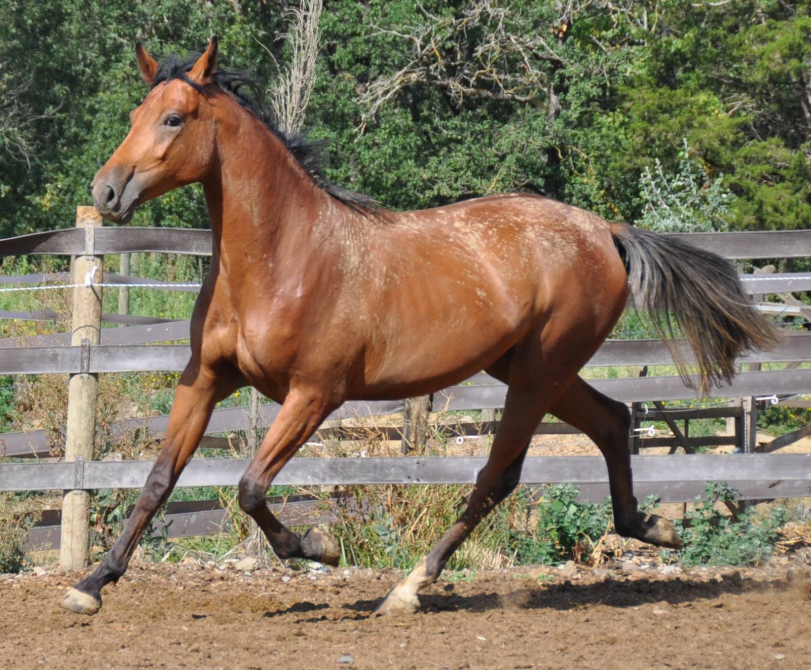 Aquarelle de Fleyres au pré
