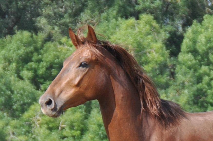 Contactez nous au Centre équestre du Haras de Fleyres à Bretx proche de Toulouse