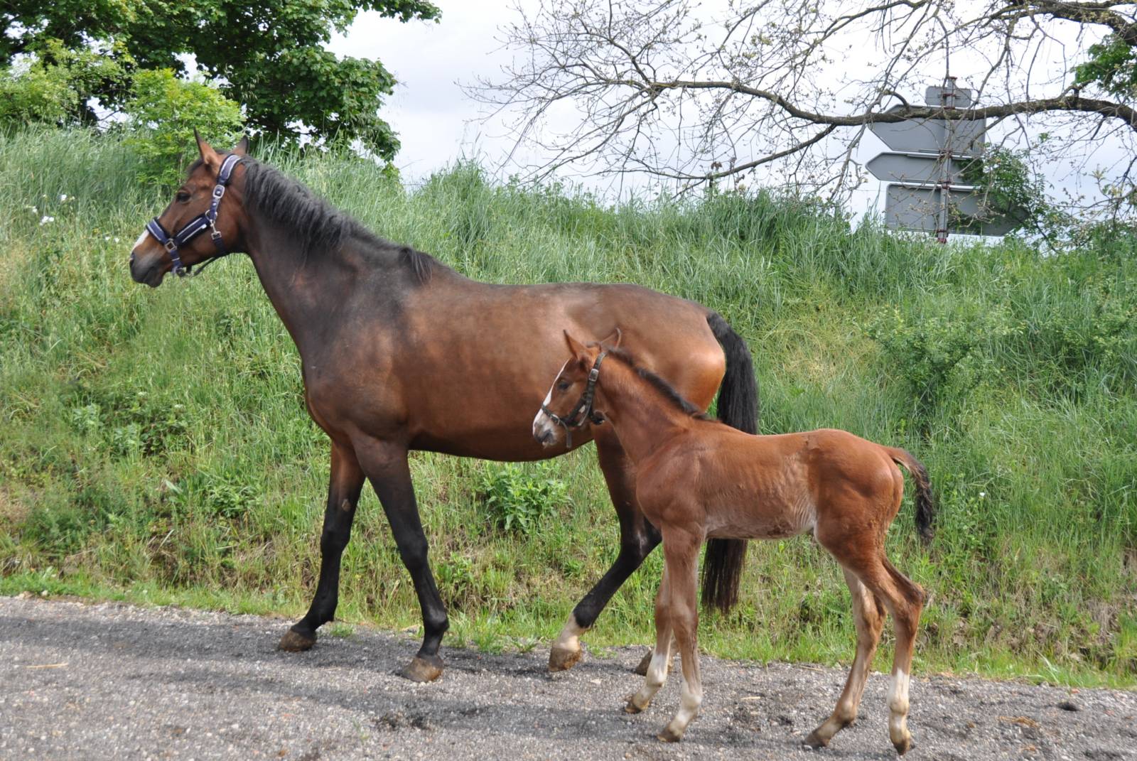 Datcha de Fleyres et Murphy