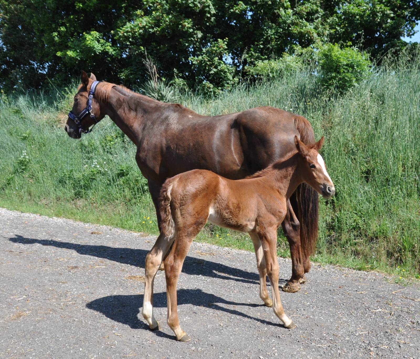 Murmure de la Laure-Fleyres