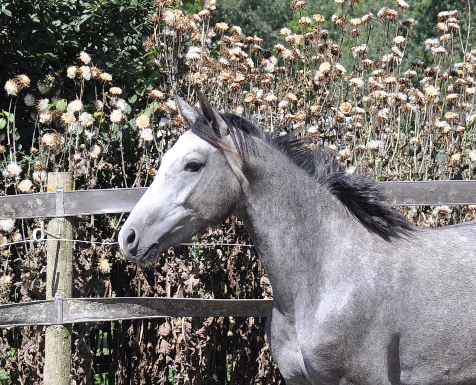 Malice de Fleyres tête