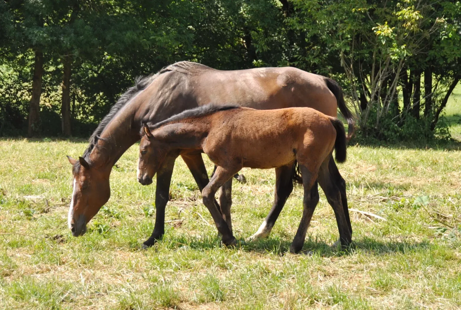 Nami de Fleyres et Datcha