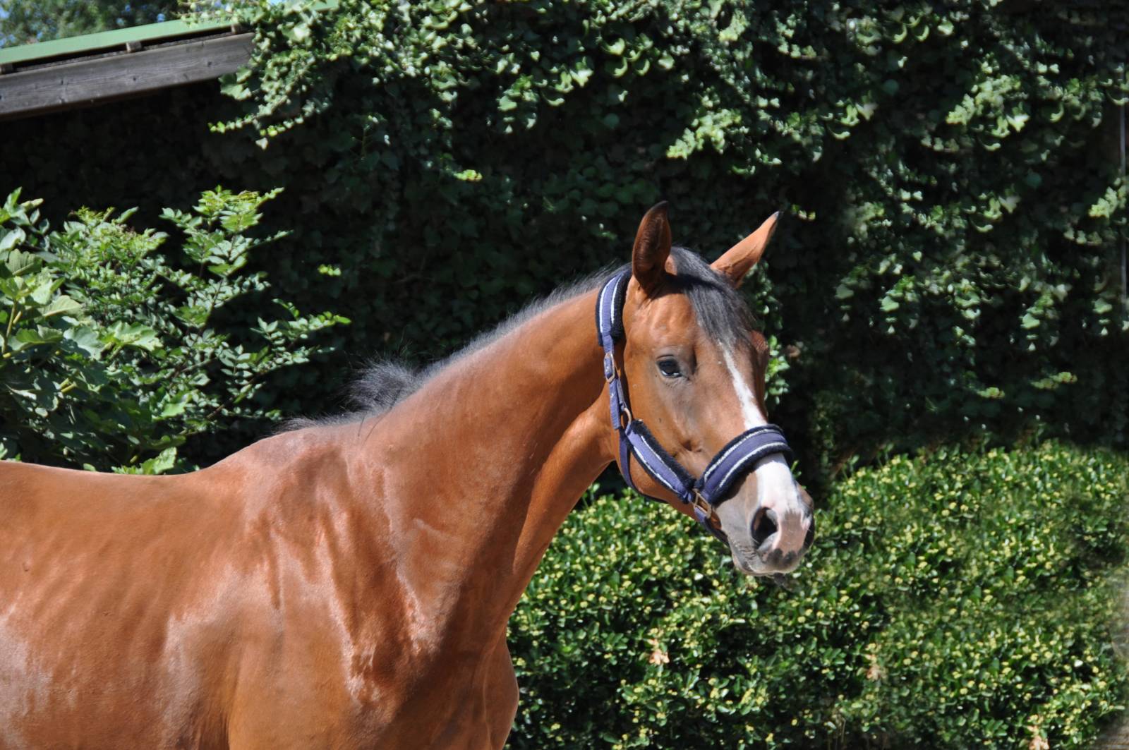 Légende de Fleyres bis