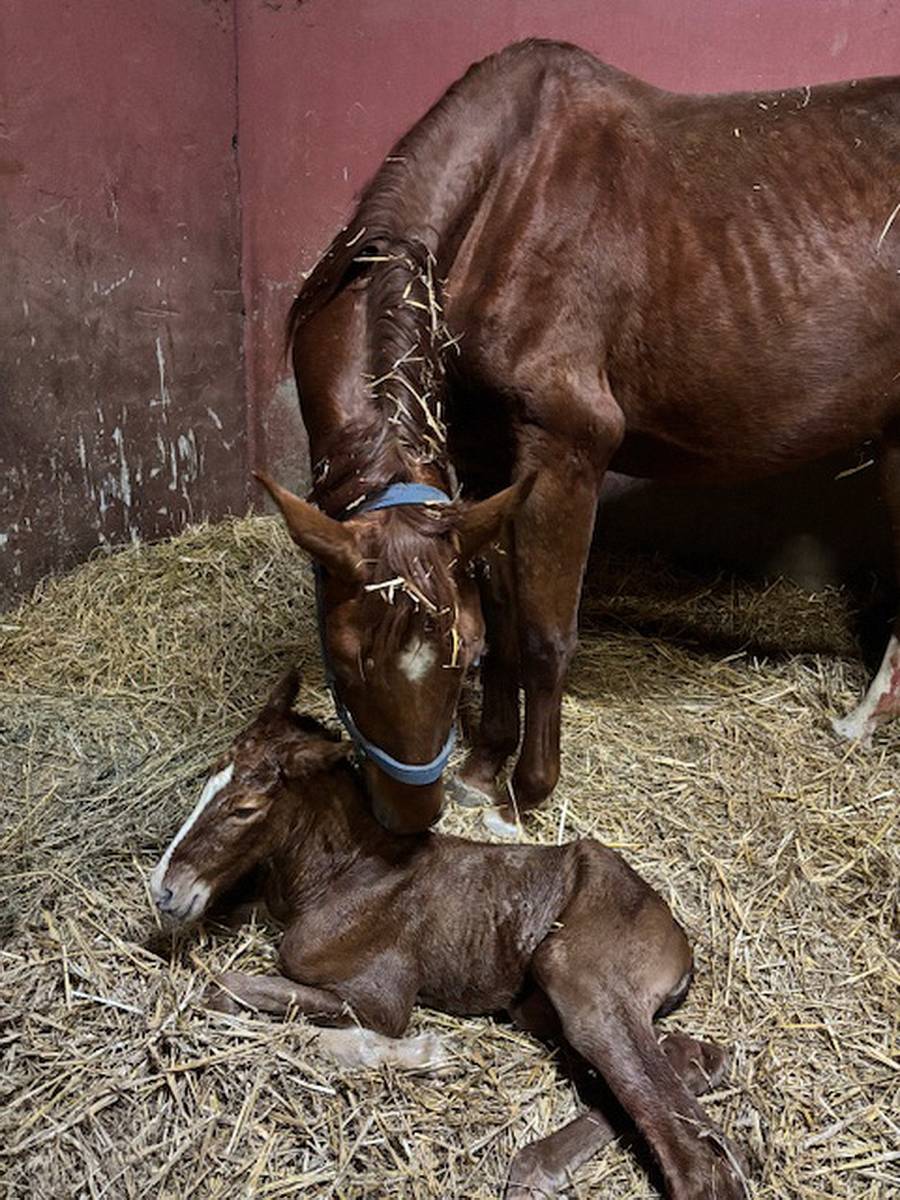 Naissance d'un poulain