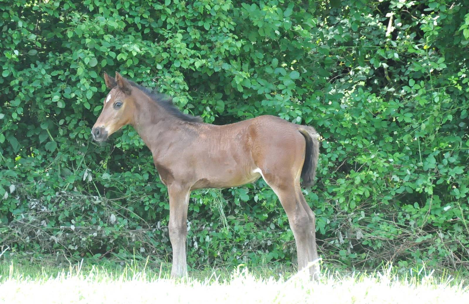 No Limit de Fleyres au pré