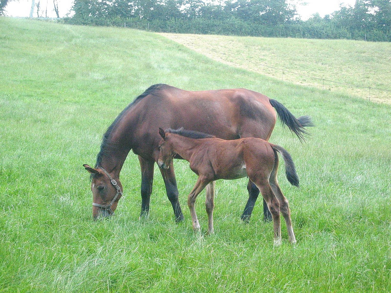 Poulinière et poulain