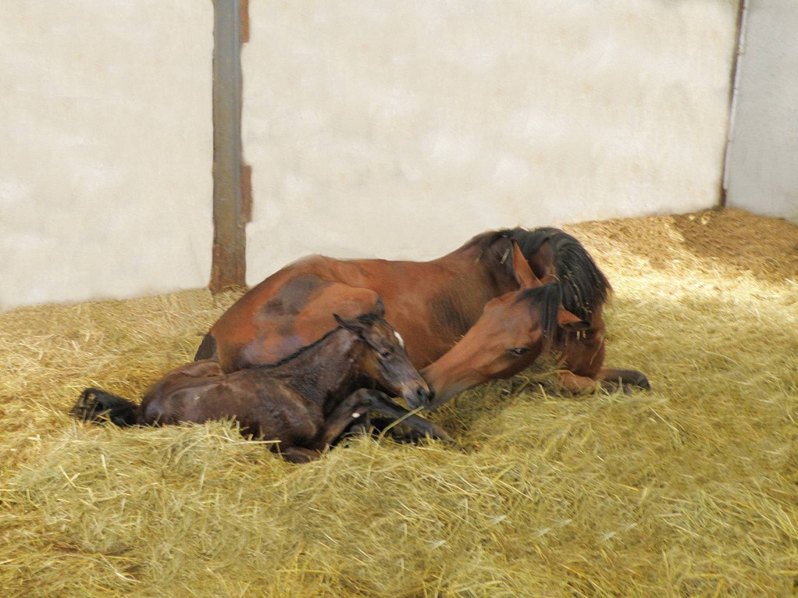 Naissance d'un poulain