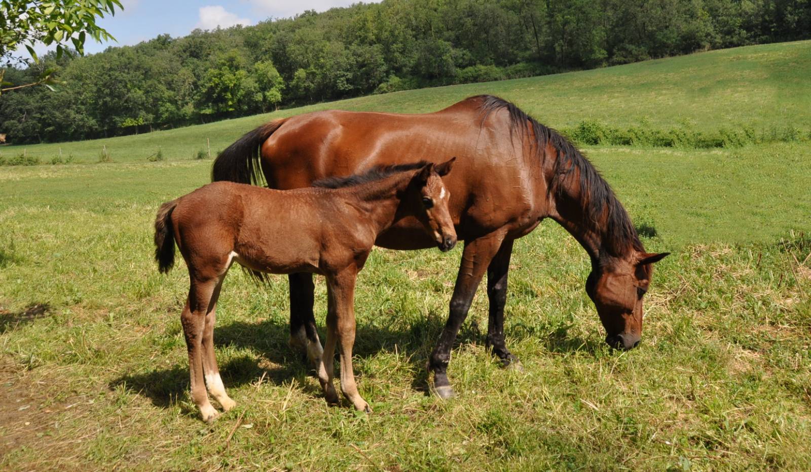 No Limit et Roxane de Fleyres