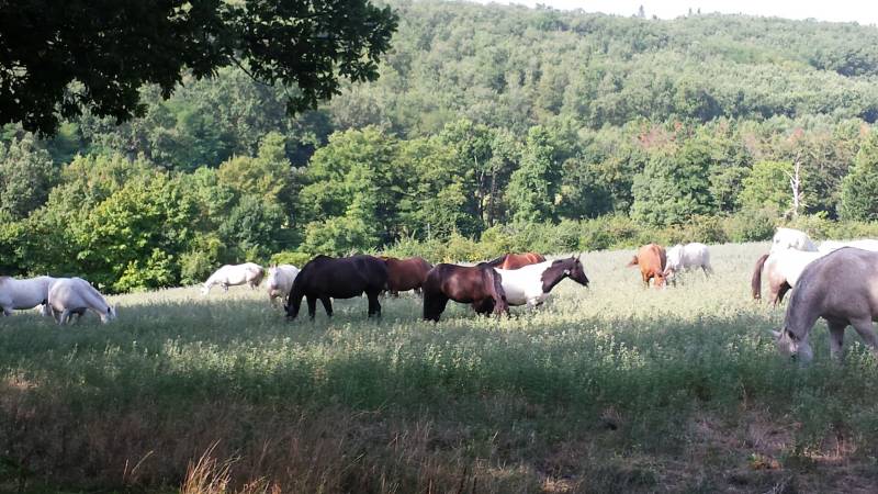 Chevaux au pré