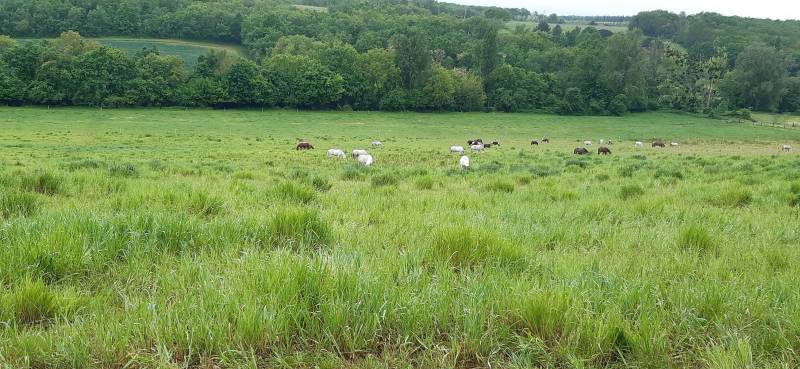 Pré des chevaux
