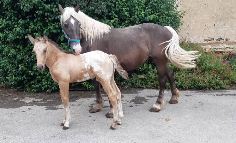 Nuage fils de Névado avec sa mère Bianca