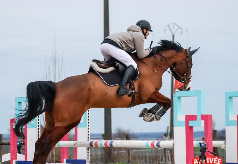 Demi Pension cheval de Sport pour aborder le CSO