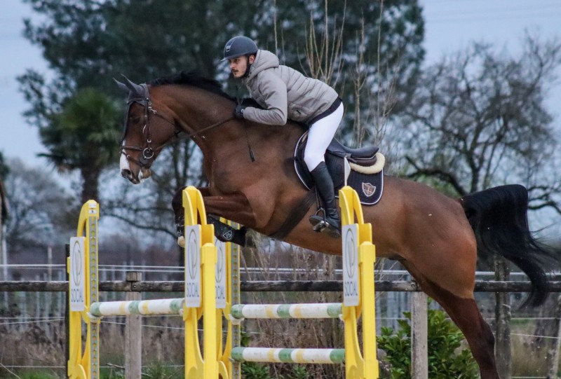 Demi Pension cheval de Sport pour aborder le CSO
