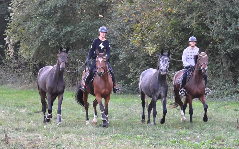 Sortie en promenade des jeunes chevaux
