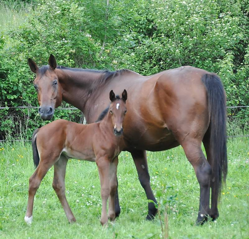 Quanelle de Fleyres et sa fille et Etoilée