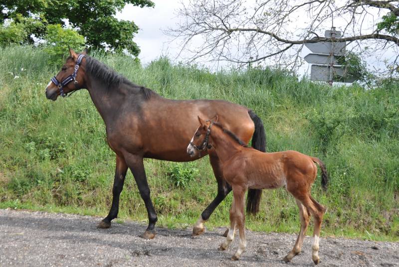 Datcha de Fleyres et Murphy