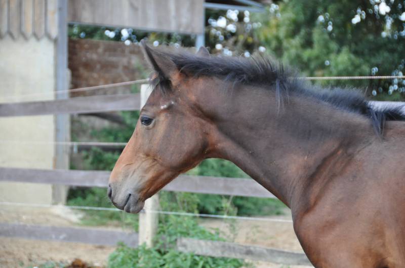 Onolulu de Fleyres Tête