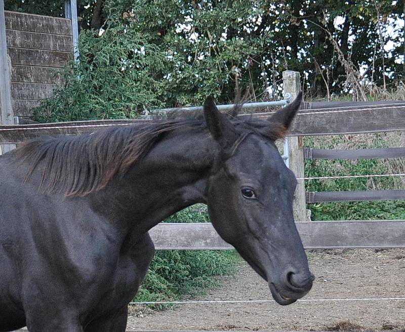 Osana de Fleyres tête