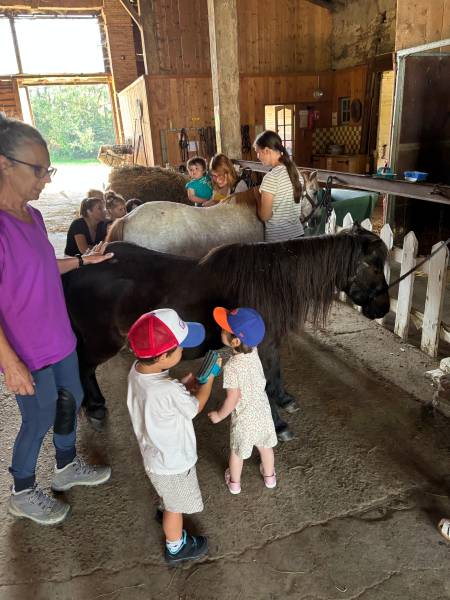 atelier pansage avec nos petits poneys