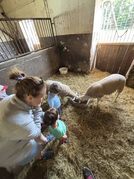 Nourrissage de nos moutons Shaun et Clotaire