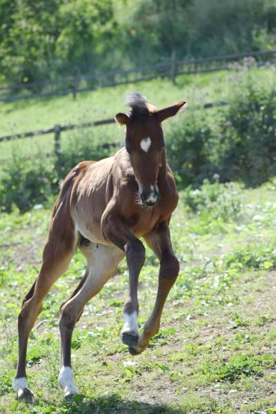 N'Uriah de Fleyres au pré