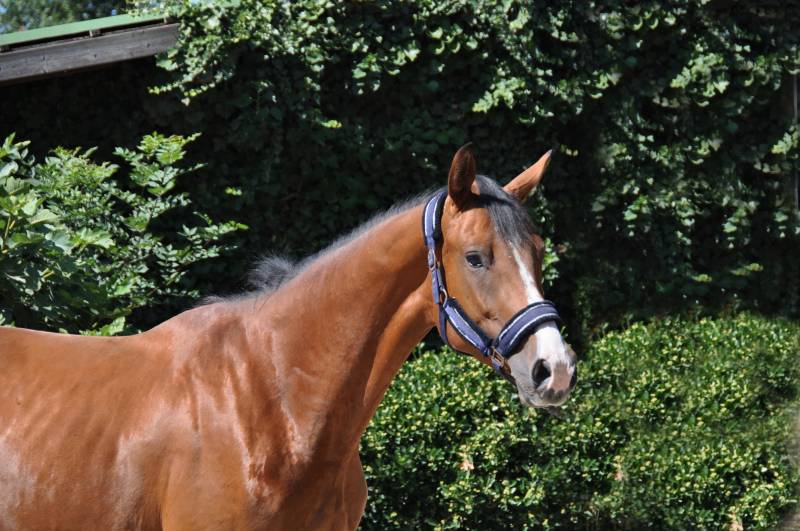 Légende de Fleyres bis