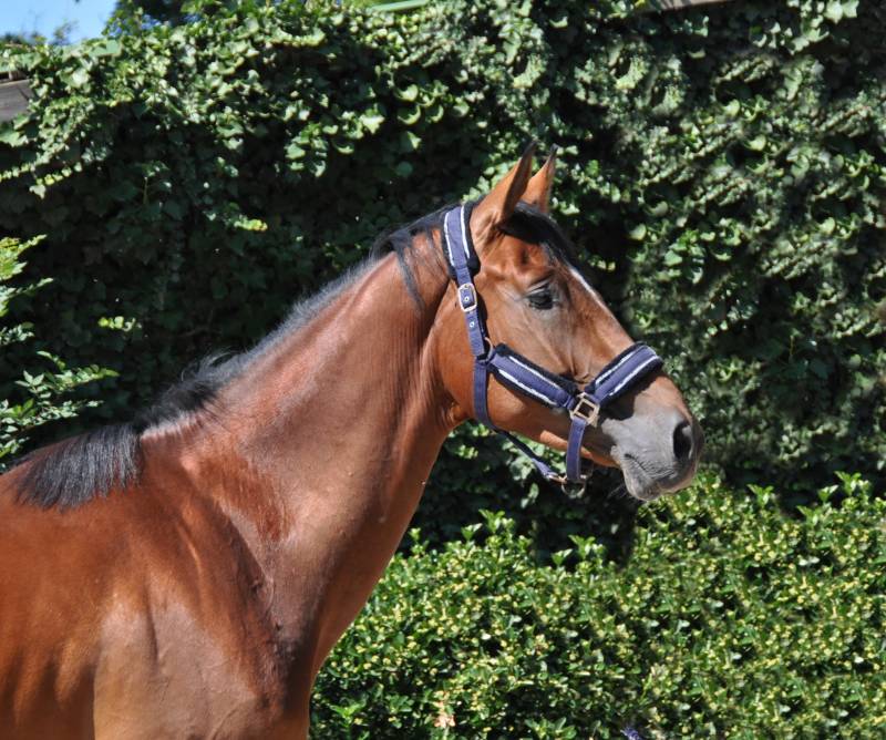 Livay de Fleyres tête