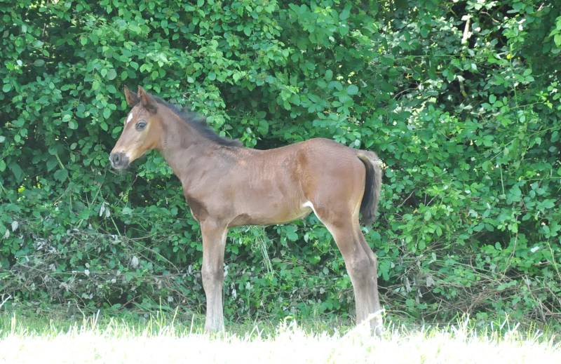 No Limit de Fleyres au pré
