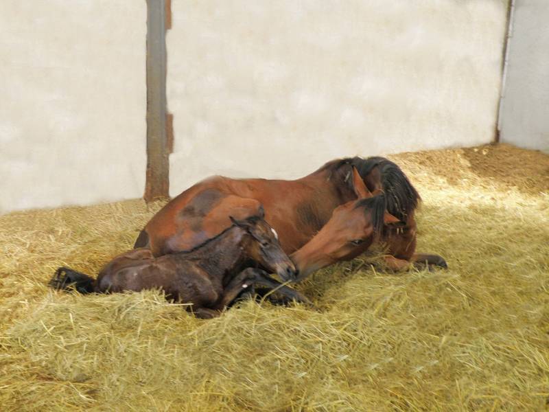 Naissance d'un poulain