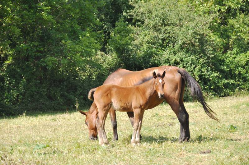 NemNemesis et Quanelle de Fleyres