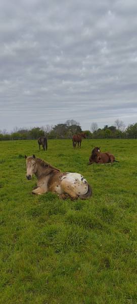 Le bonheur, version cheval