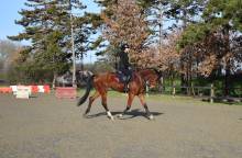 Notre zone d'activité pour ce service Centre équestre avec promenade à cheval